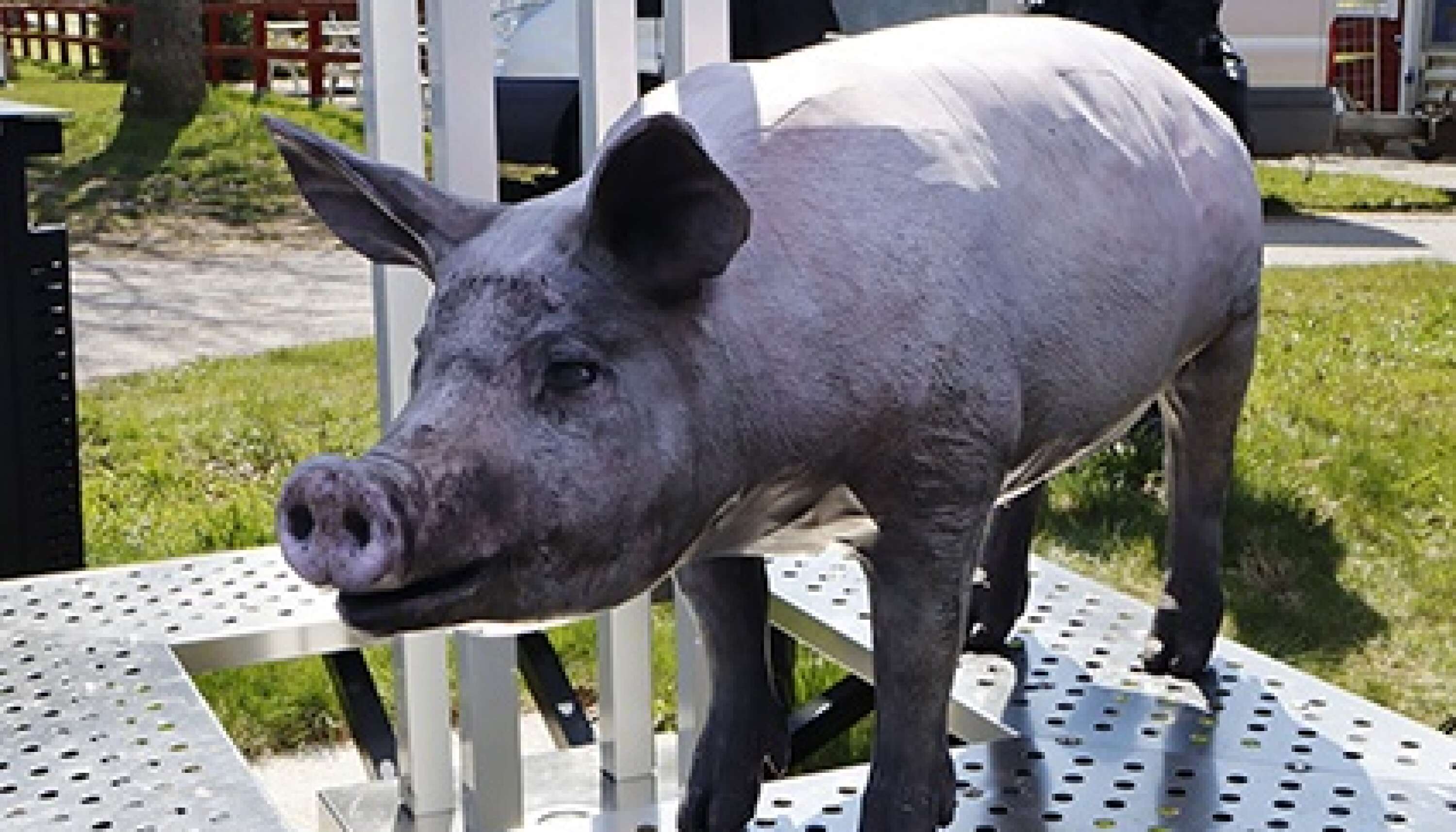 En 3D-printad gris visade Conny Johansson upp.