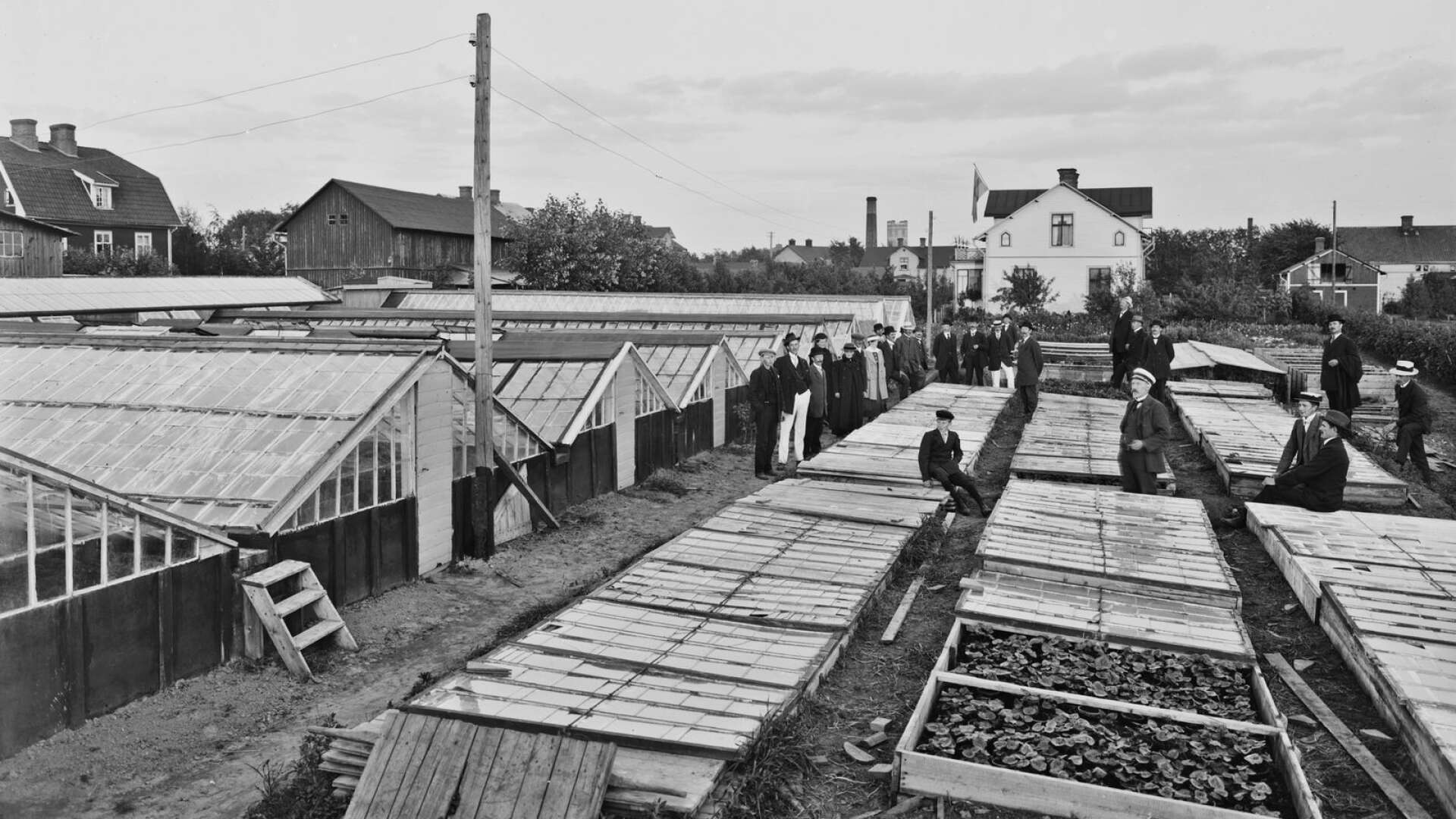 Gunnar von Essens handelsträdgård i Klaravik på 1920-talet. Här odlades till exempel begonia, krysantemum och hyacinter.