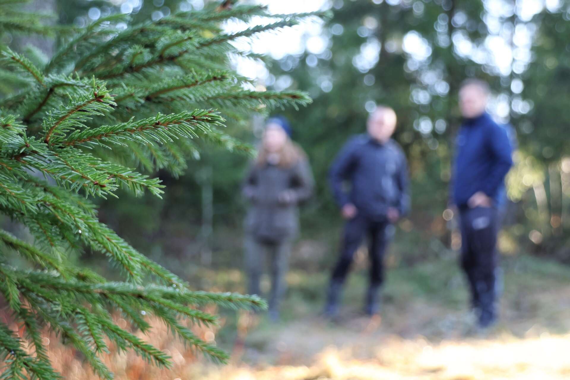 Priset för skog ökade i stora delar i landet under förra året, förutom i Dalsland och delar av Värmland. 