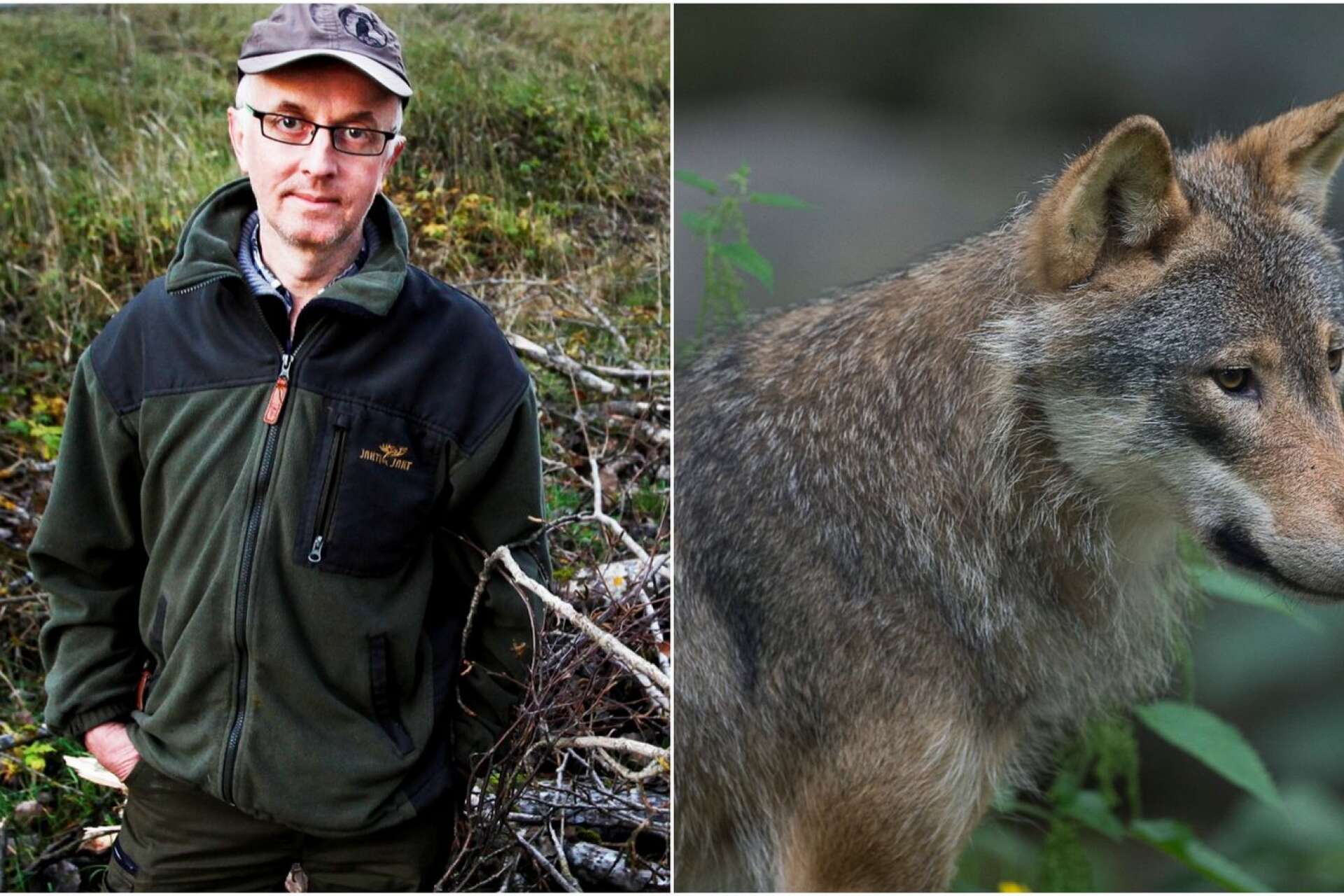 &quot;Än så länge går det bra för vargarna&quot;, säger Gunnar Glöersen jaktvårdskonsulent vid Jägareförbundet Värmland som deltar i jakten.
