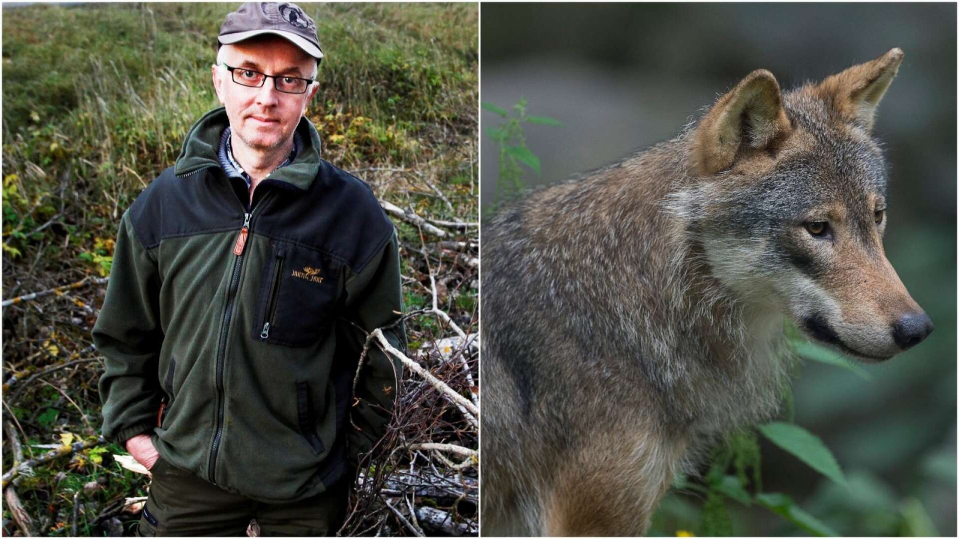 &quot;Än så länge går det bra för vargarna&quot;, säger Gunnar Glöersen jaktvårdskonsulent vid Jägareförbundet Värmland som deltar i jakten.