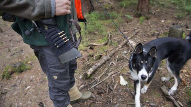 En hund dödades av flera vargar under måndagens älgjakt i Värmland. Bilden är en genrebild.