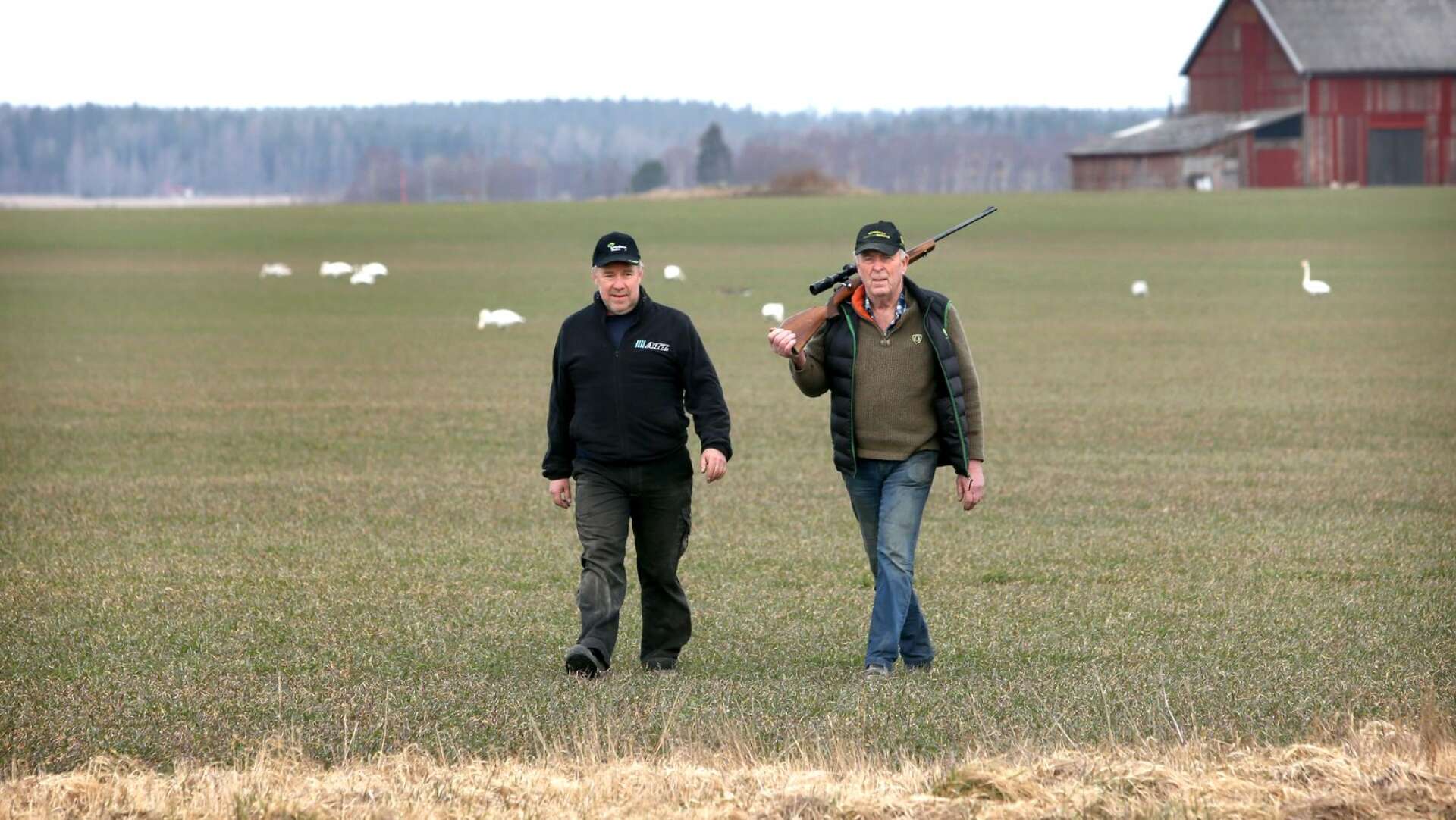 Gunnar Larsson och Jan Helin i Hertsöga har haft svåra problem med svanarna. 