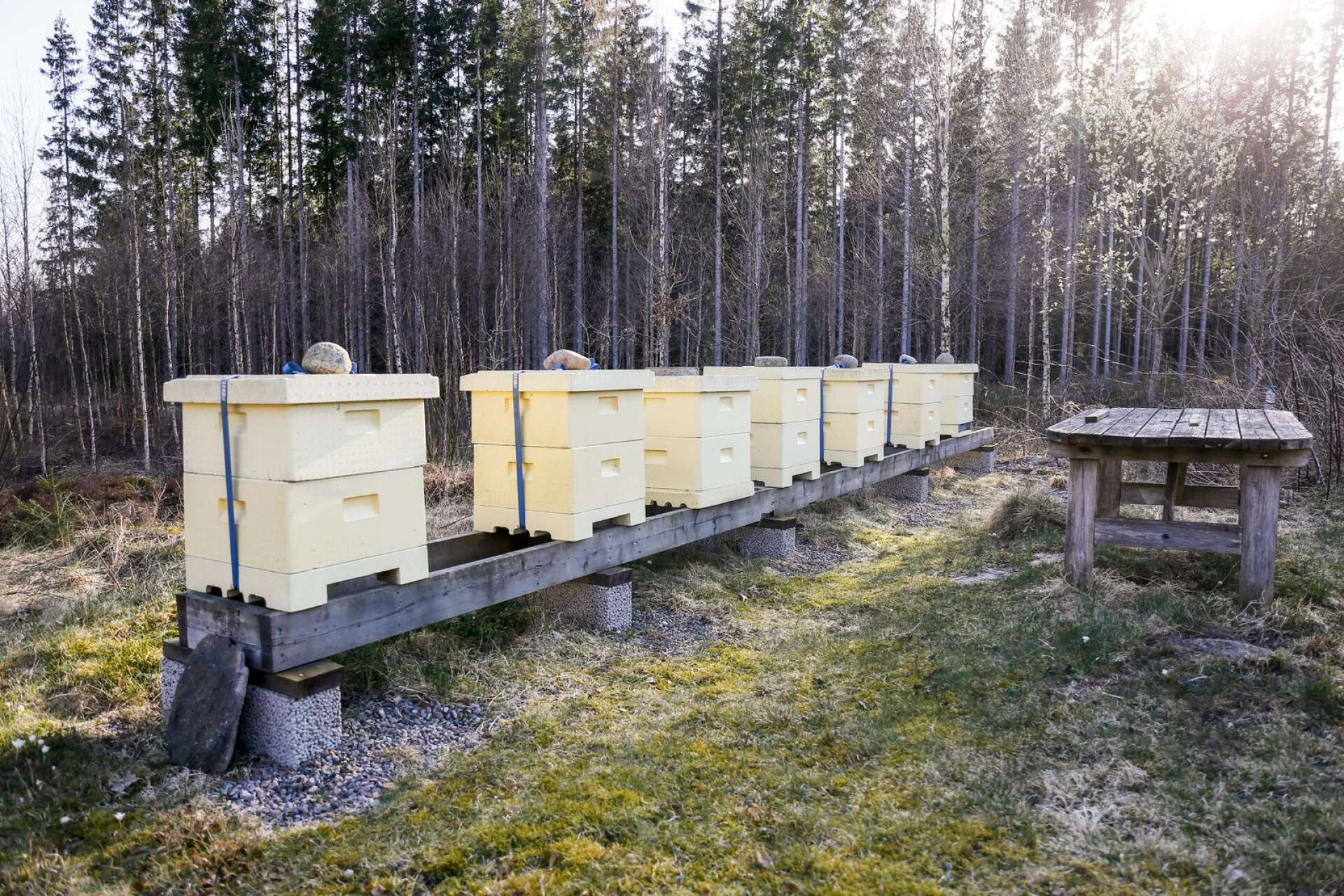 I sin trädgård har hon hela sju bikupor, vilket i runda slängar innebär 420 000 bin totalt.