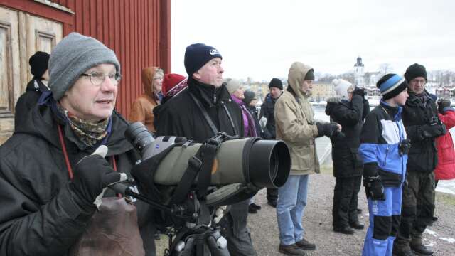 På lördag hålls den årliga vinterfågelräkningen i Åmåls centrum. Arrangemanget brukar locka en hel del deltagare.