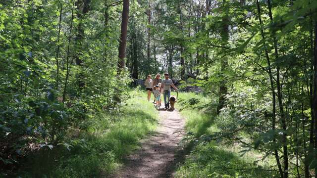 Ett exempel på tätortsnära skog i Otterbäcken. 