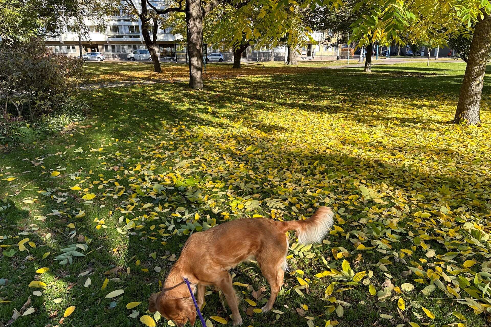 Hunden Äxtra är glad att även fortsättningsvis kunna strosa runt obekymrat i Arvikas parker.