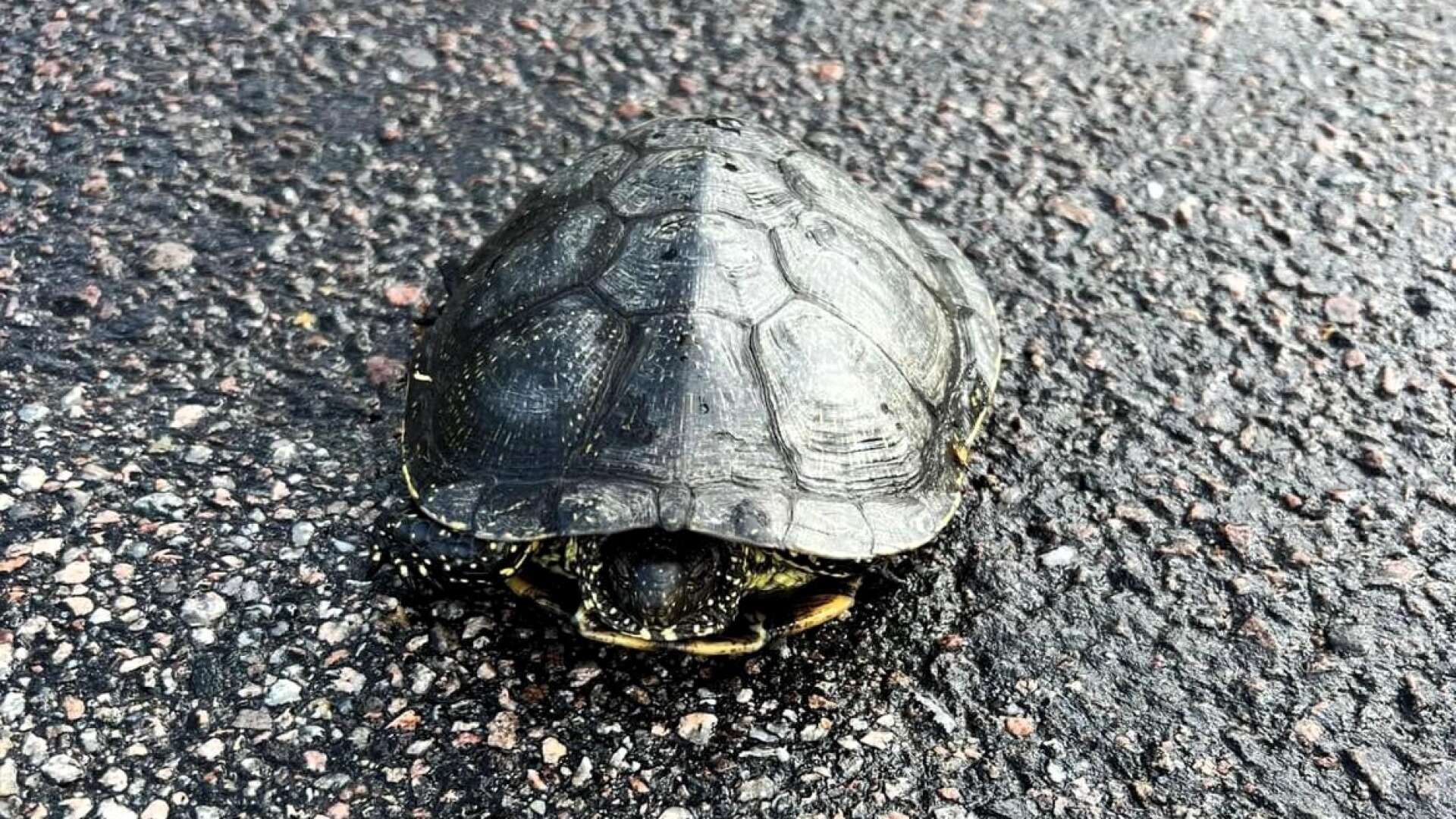 En europeisk kärrsköldpadda på promenad hittades i söndags vid hamnterminalen på Gamla Örnäsgatan i Åmål. Nu är den tillbaka i sitt hem i Avelsäter efter tre månader på rymmen.