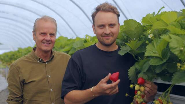 Anders och Herman Hagberg, som tillsammans driver Höglunda gård, testar ny odlingsteknik som kommer ge värmländska jordgubbar hela hösten. 