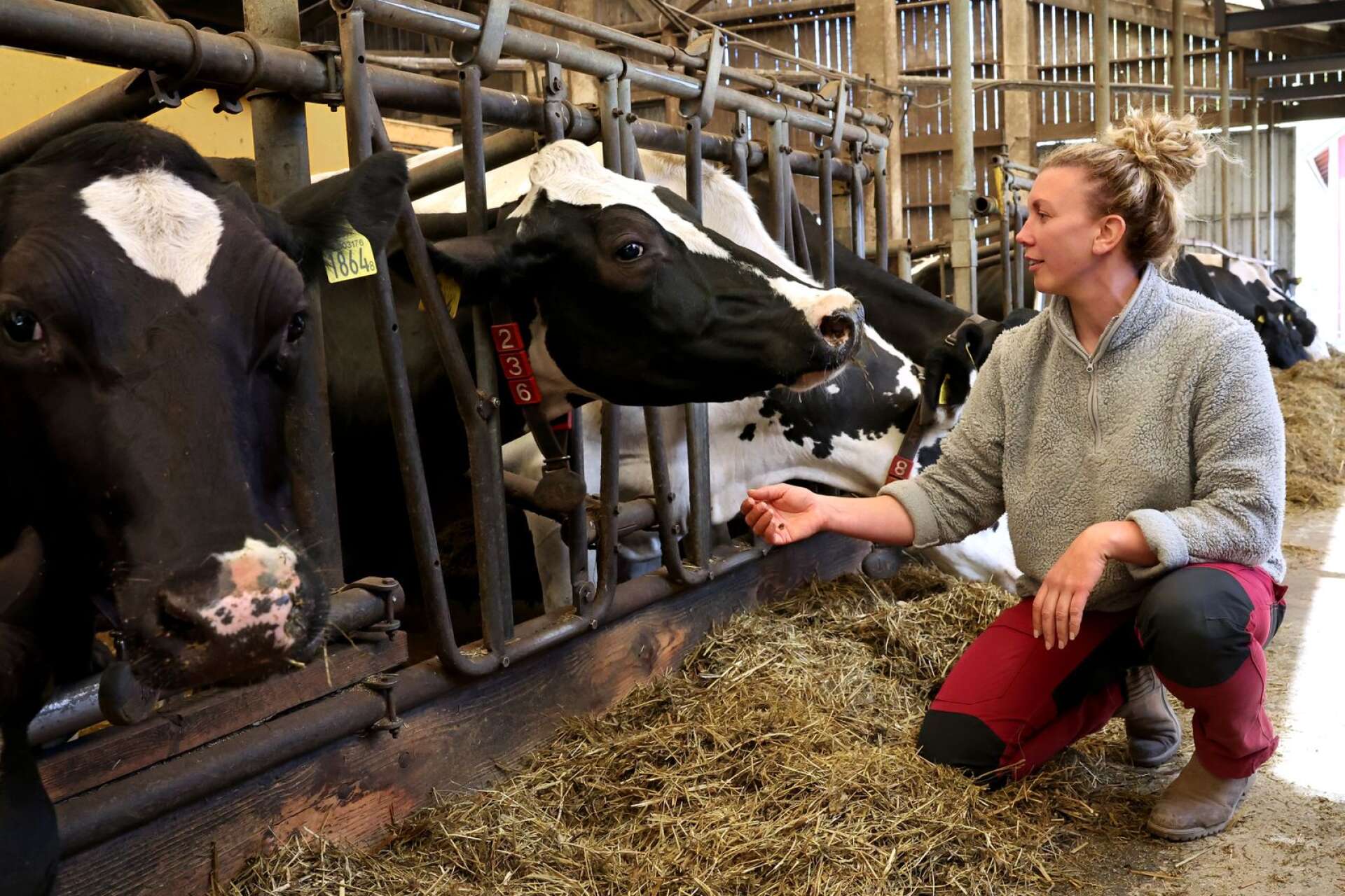 Emma kelar med ko nummer 1236, Fia, som är en så kallad hundratonnare. Det betyder att Fia under sin tolvåriga livstid har producerat 100 000 mjölkpaket.