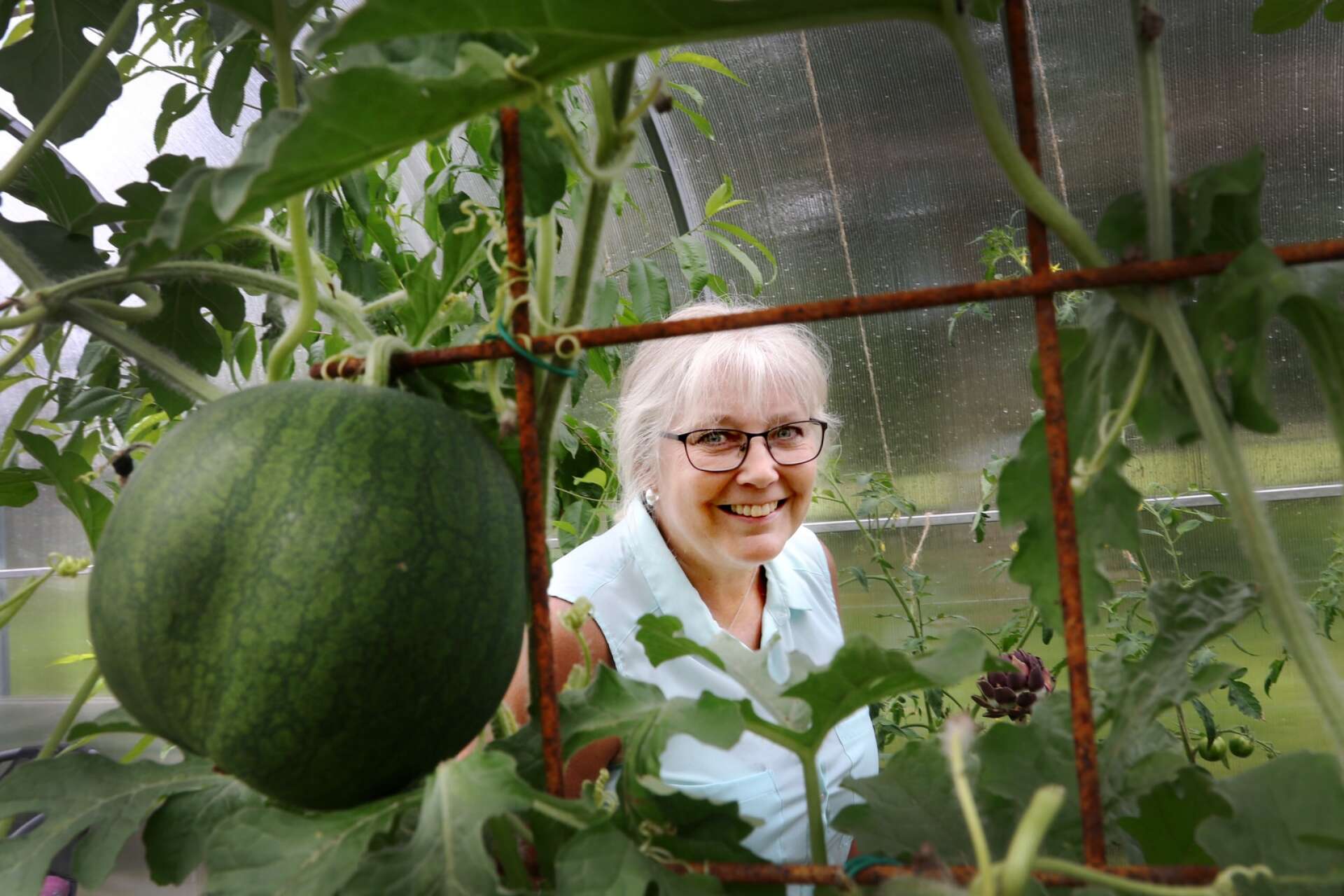 Susan har flera olika sorters meloner som mår bra i jätteväxthuset.
