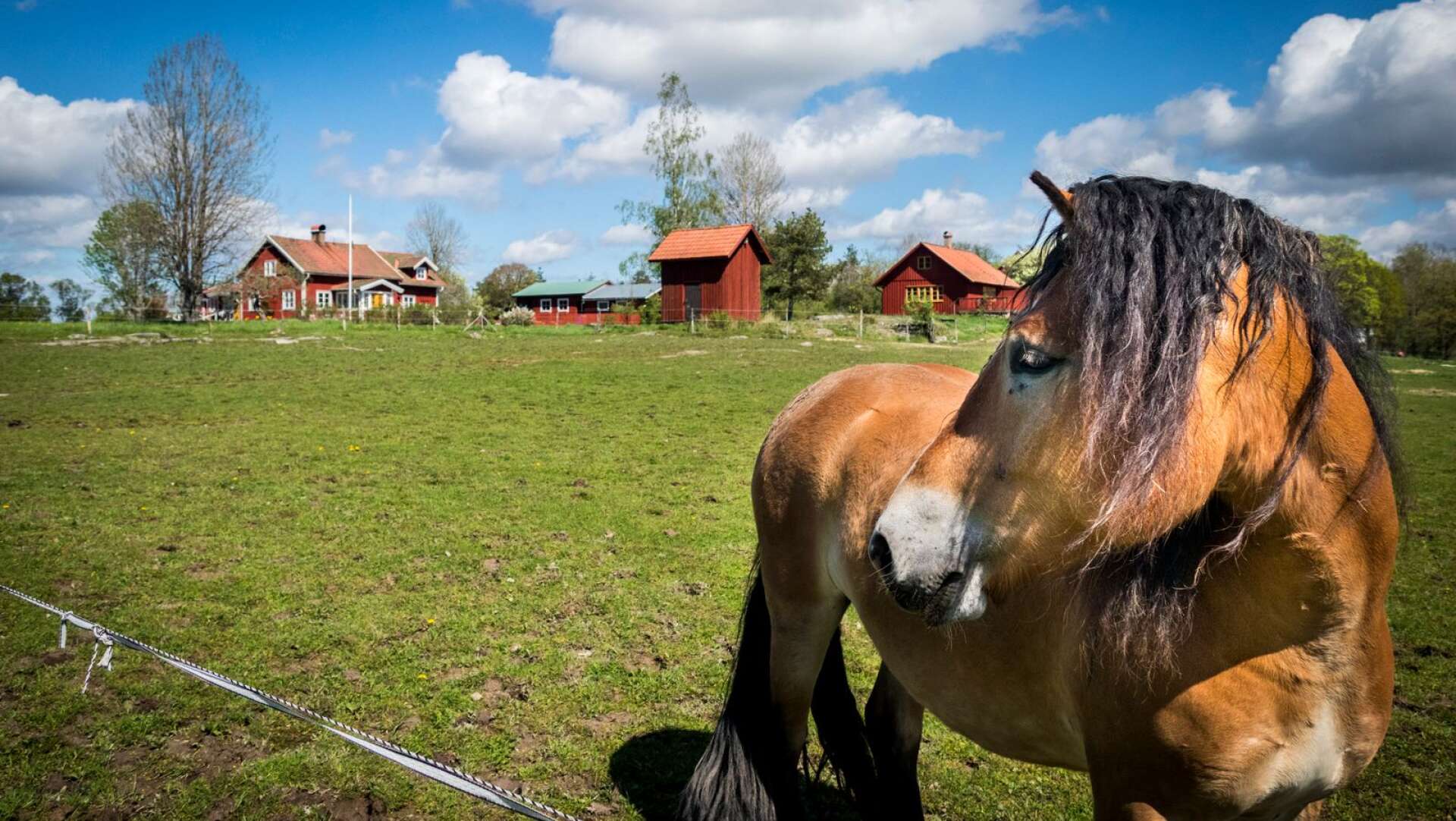 Nej, det här är (troligtvis) ingen riddarhäst, men vad gör väl det när man kan beta gräs i så natursköna miljöer som vid Vänsberg.