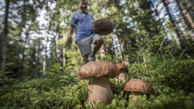 Karljohan-svamp i skogen.