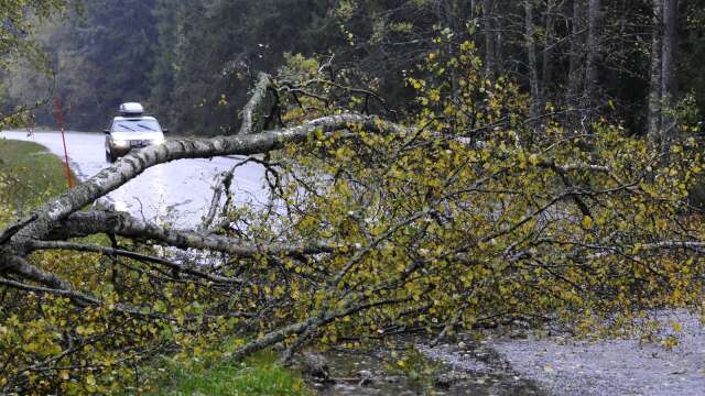 Ett träd hade blåst ner över väg 166 nära Kornsjö och skapade problem i trafiken på onsdagsmorgonen. (Arkivbild).