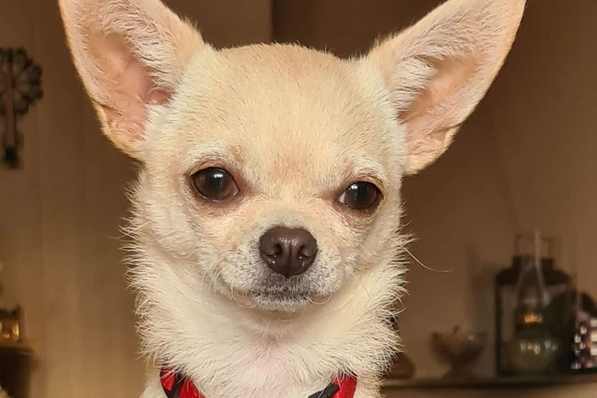 ”Bella 2 år av rasen Chihuahua ägs av min mamma”