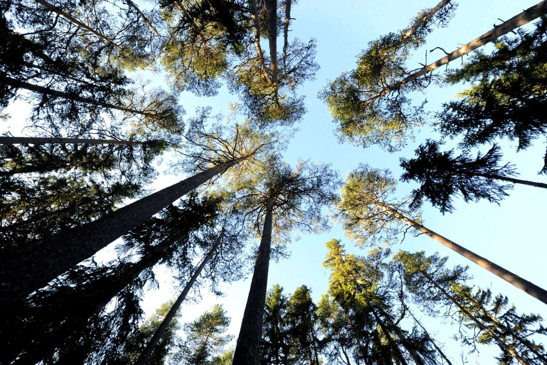 ”Att hugga skog med höga naturvärden och ersätta det med virkesåkrar av gran eller tall är ett dåligt grundat beslut”, skriver insändarskribenten.