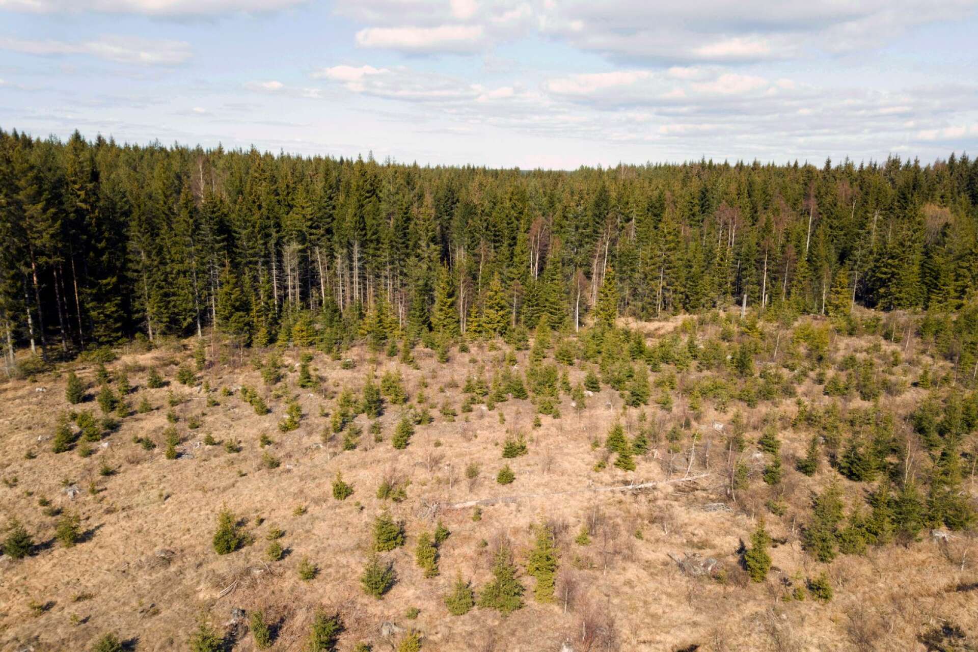 Men är det alldeles självklart att det är bättre att gå in i en skog och hugga några träd vart tionde år än att gå in och hugga mycket en eller två gånger per århundrade, skriver Reidar Persson.