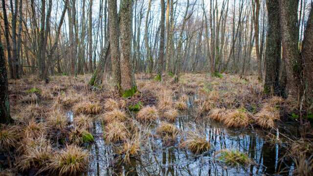 Artrika våtmarker ska skyddas genom tilldelning av extra medel.