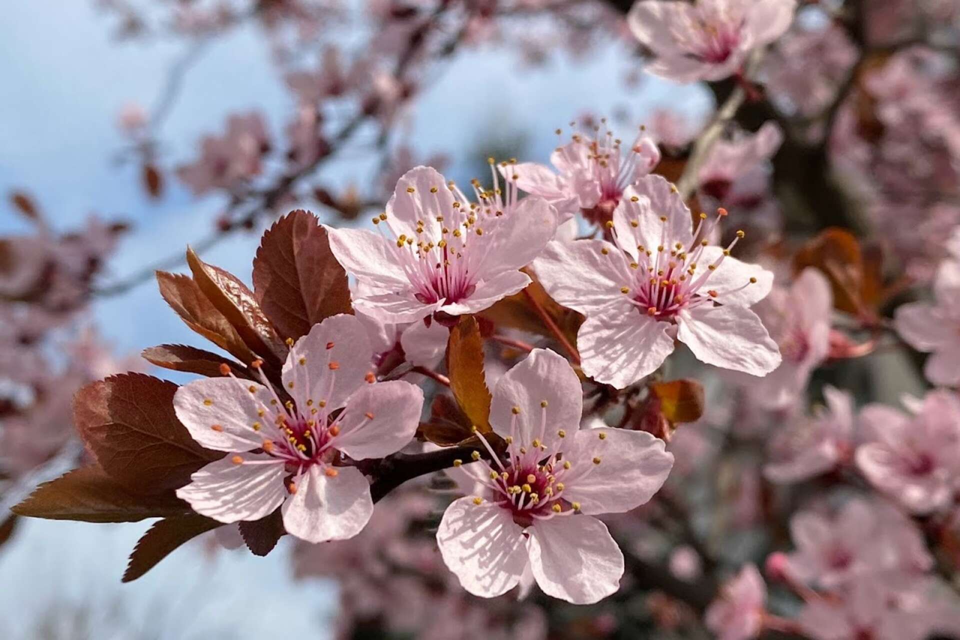 Våren var verkligen på gång i rumänska Targu Jiu och körsbärsträden blommade för fullt.