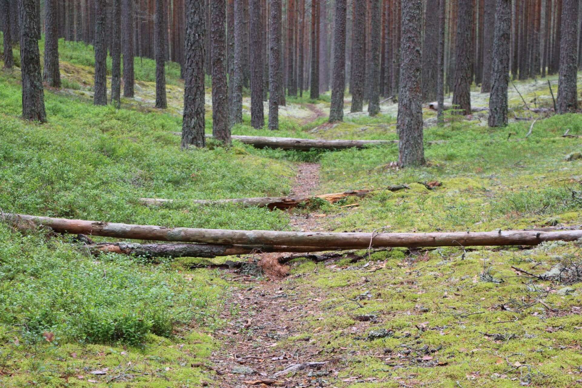 Sörmons naturreservat är bara en av alla platser som Kristine Johansson har tipsat om på Instagram.