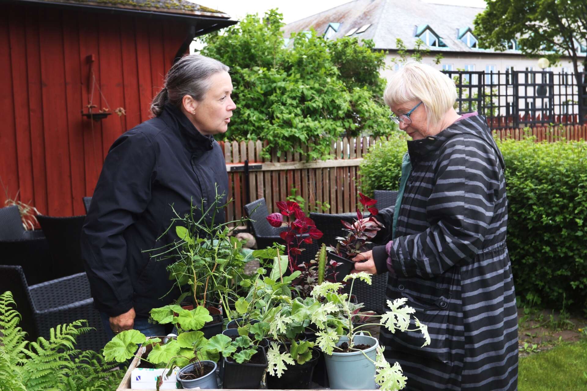 Elisabet Andersson och Elisabeth Erkenvåg pratar om växten papegojblad.