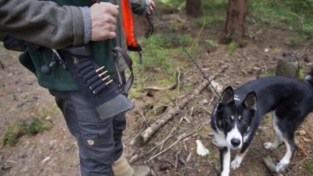 Föreningen Jaktkritikerna vill förbjuda jakt med lös hund.