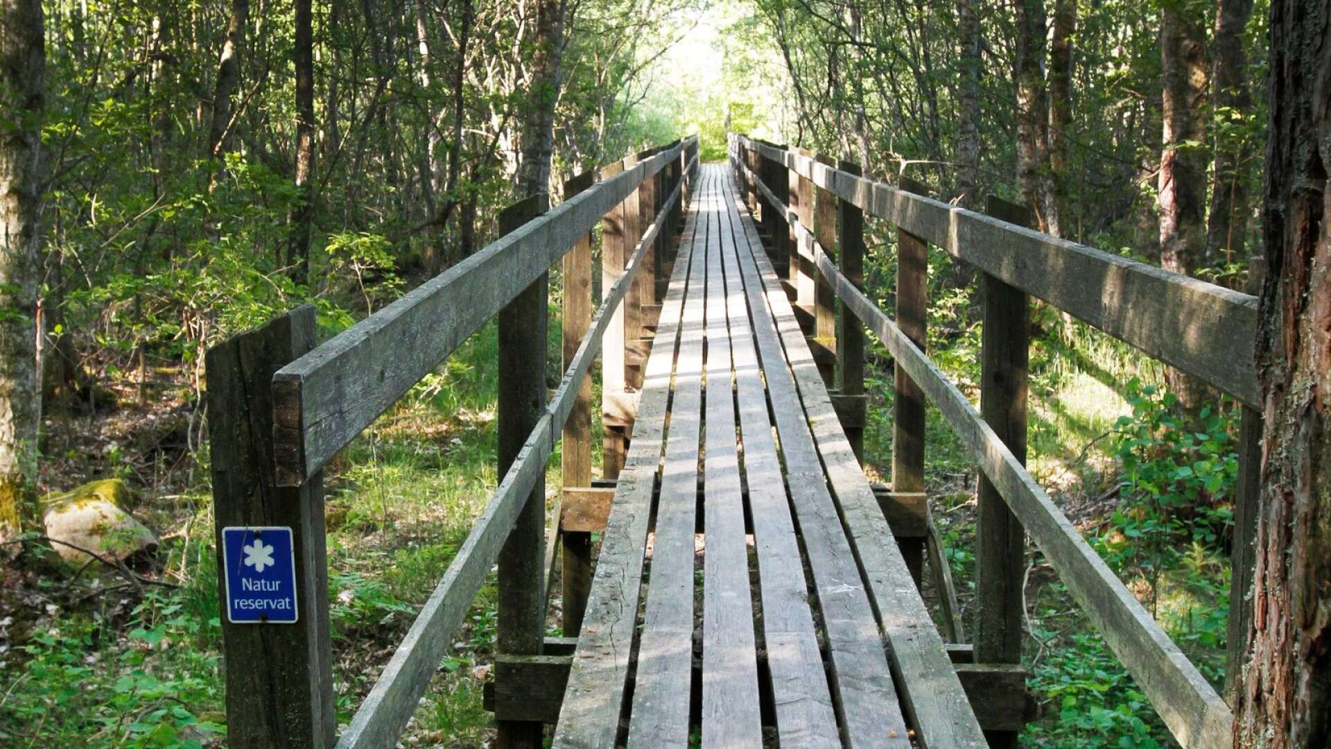 Naturreservatet Surö bokskog bjuder på en fin vandring.