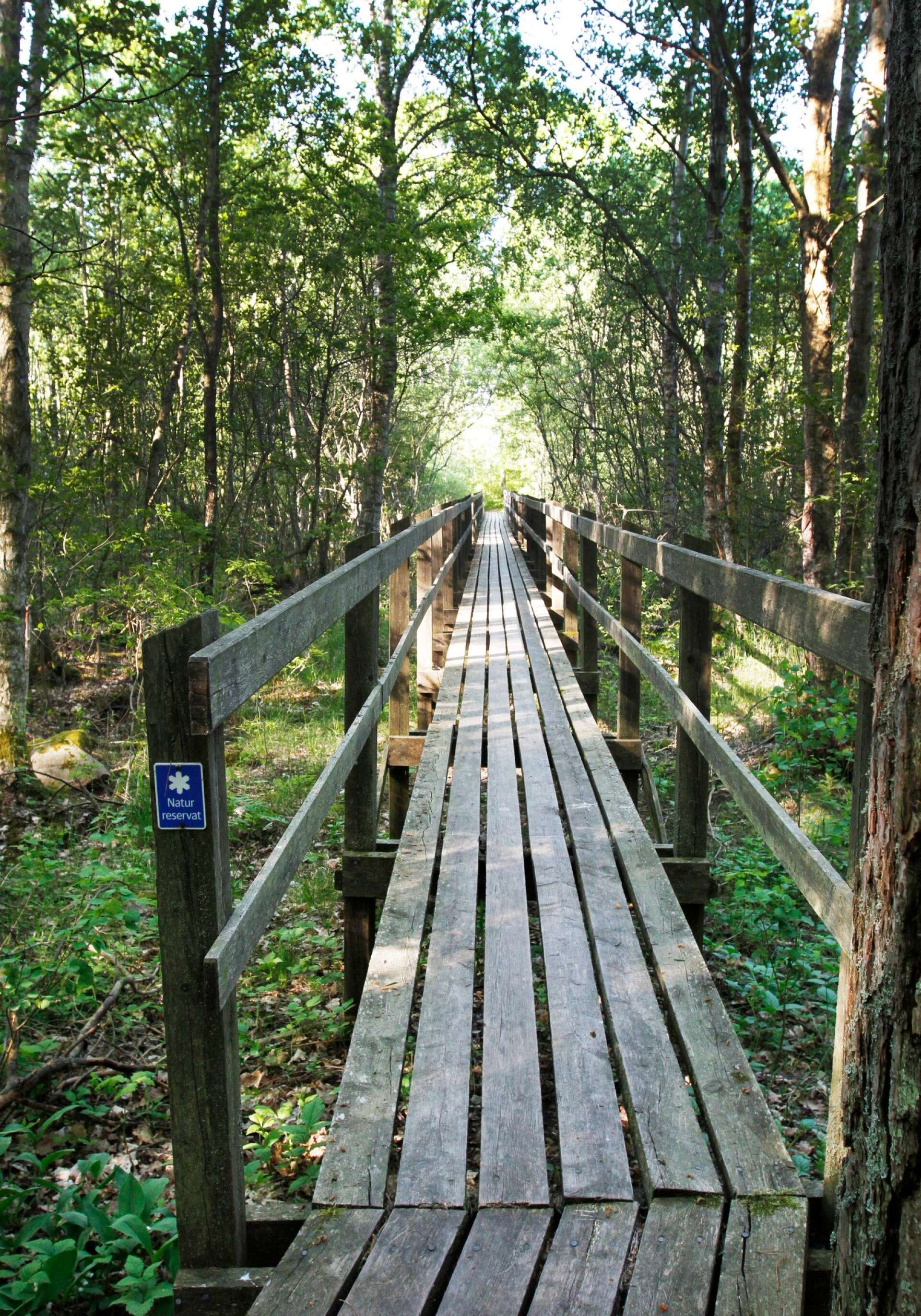 Naturreservatet Surö bokskog bjuder på en fin vandring.