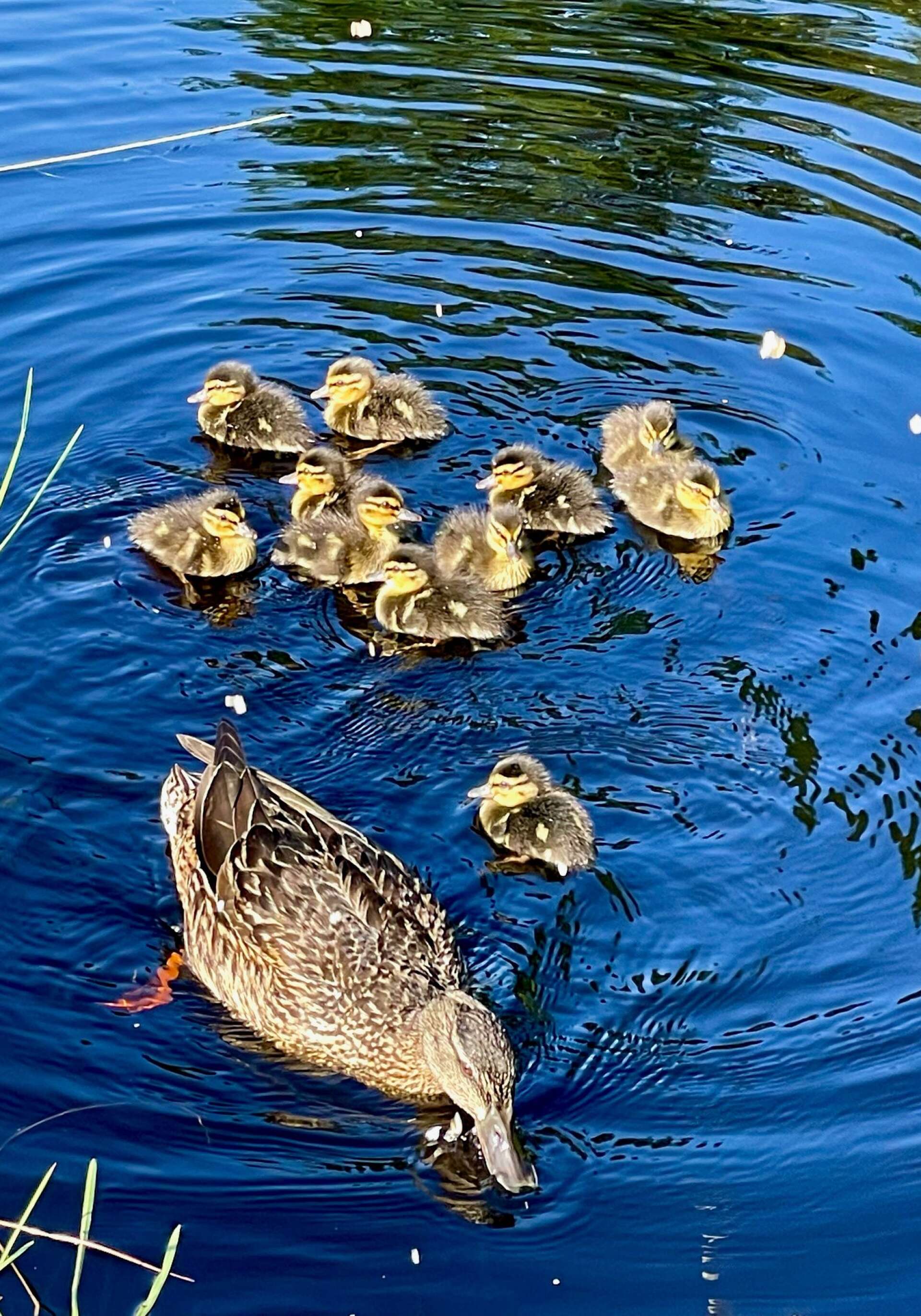 Vilken tur att andmamman och hennes 11 små ällingar har en egen liten privat damm att simma runt i när de äntligen har kläckts. 