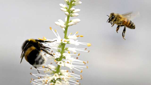 Det finns i genomsnitt 50 procent fler arter av bin, humlor och andra pollinerande insekter på och kring ekologiska odlingar, 70 procent fler arter av vilda växter och 20 procent fler arter av fåglar, än i konventionella odlingar, skriver debattören
