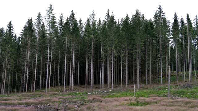”Ser fram emot att Sunne kommun återkommer med en beskrivning av hur skogen förvaltas”, skriver Bengt Algotsson.