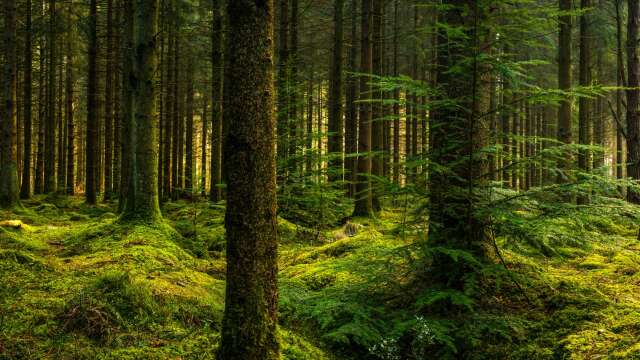 360 kronor per person och år. Så mycket är vi svenskar beredda att betala för att skydda mer biologisk mångfald i våra skogar.