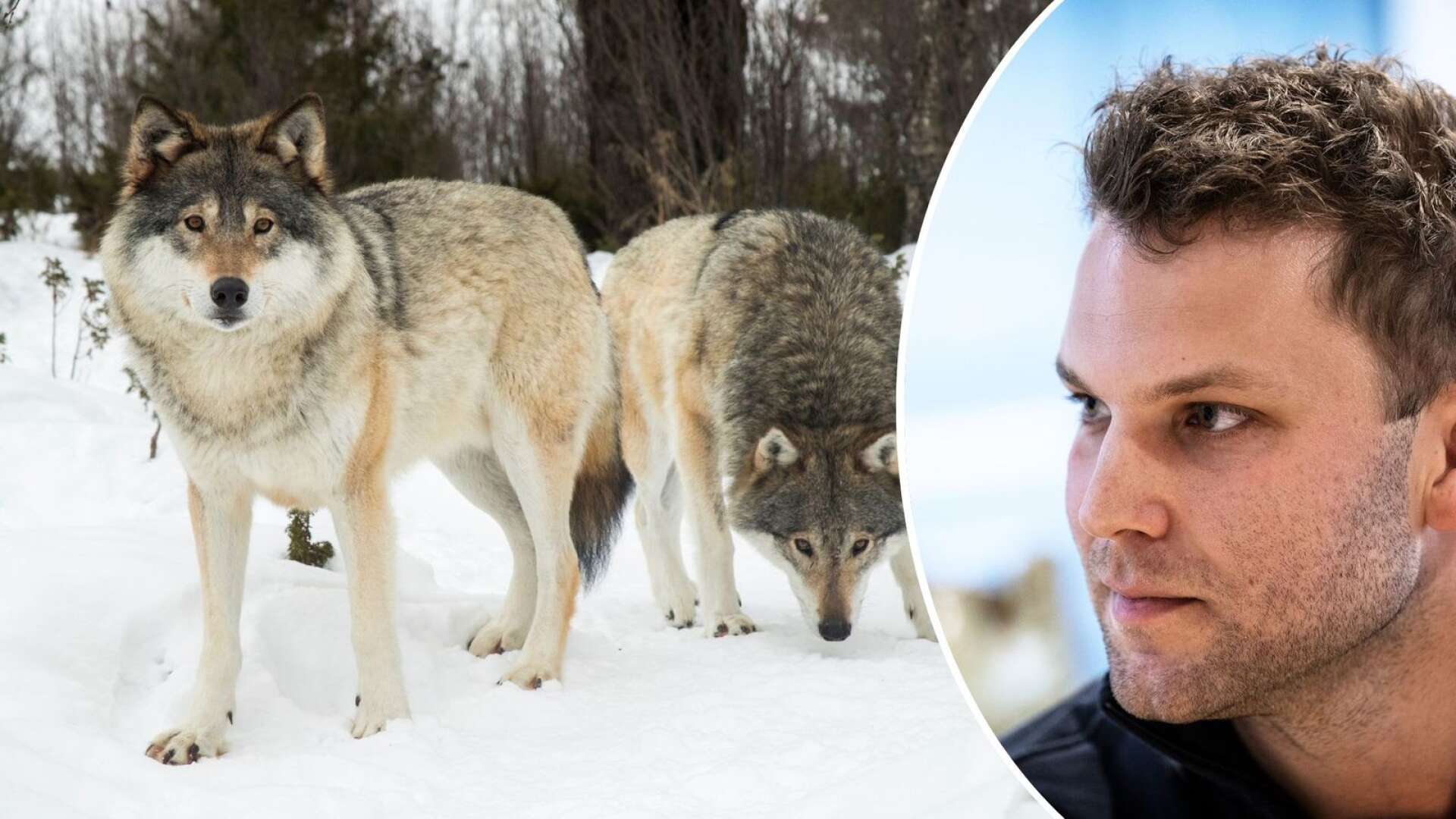 ”Det finns inga svenska och norska vargar, utan de rör sig över gränsen”