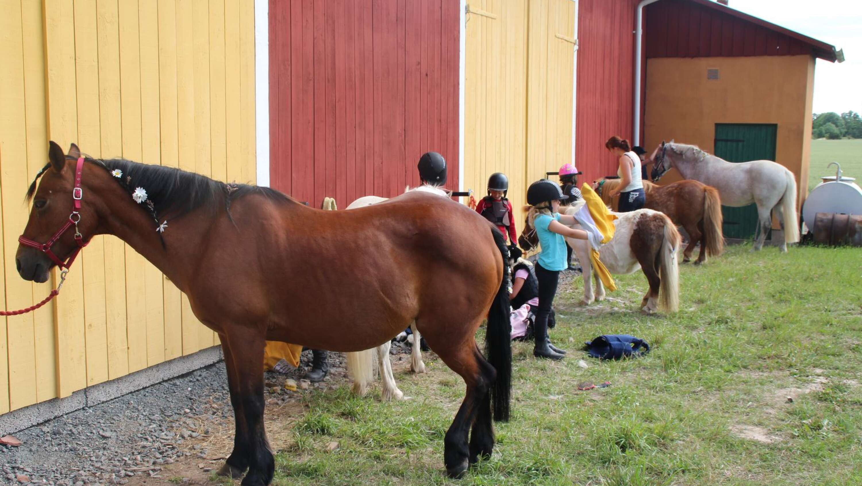 Fem av Haglunds ponnycenters sju ponnyer görs fina för finaldagen på ponnylägret.