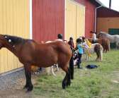 Fem av Haglunds ponnycenters sju ponnyer görs fina för finaldagen på ponnylägret.