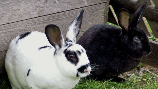 Två kaniner har anmälts stulna ur en kaninbur i Säffle. Dock ej kaninerna på bilden./ARKIVBILD