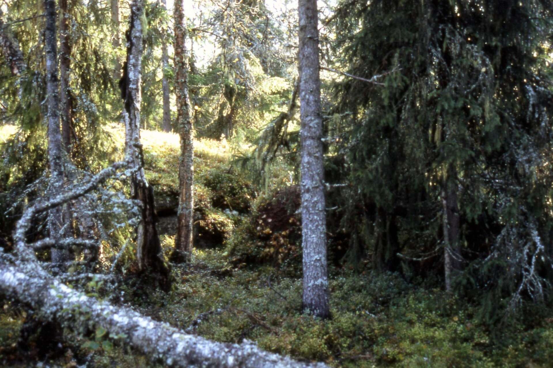 Urskog i Ivana naturreservat.