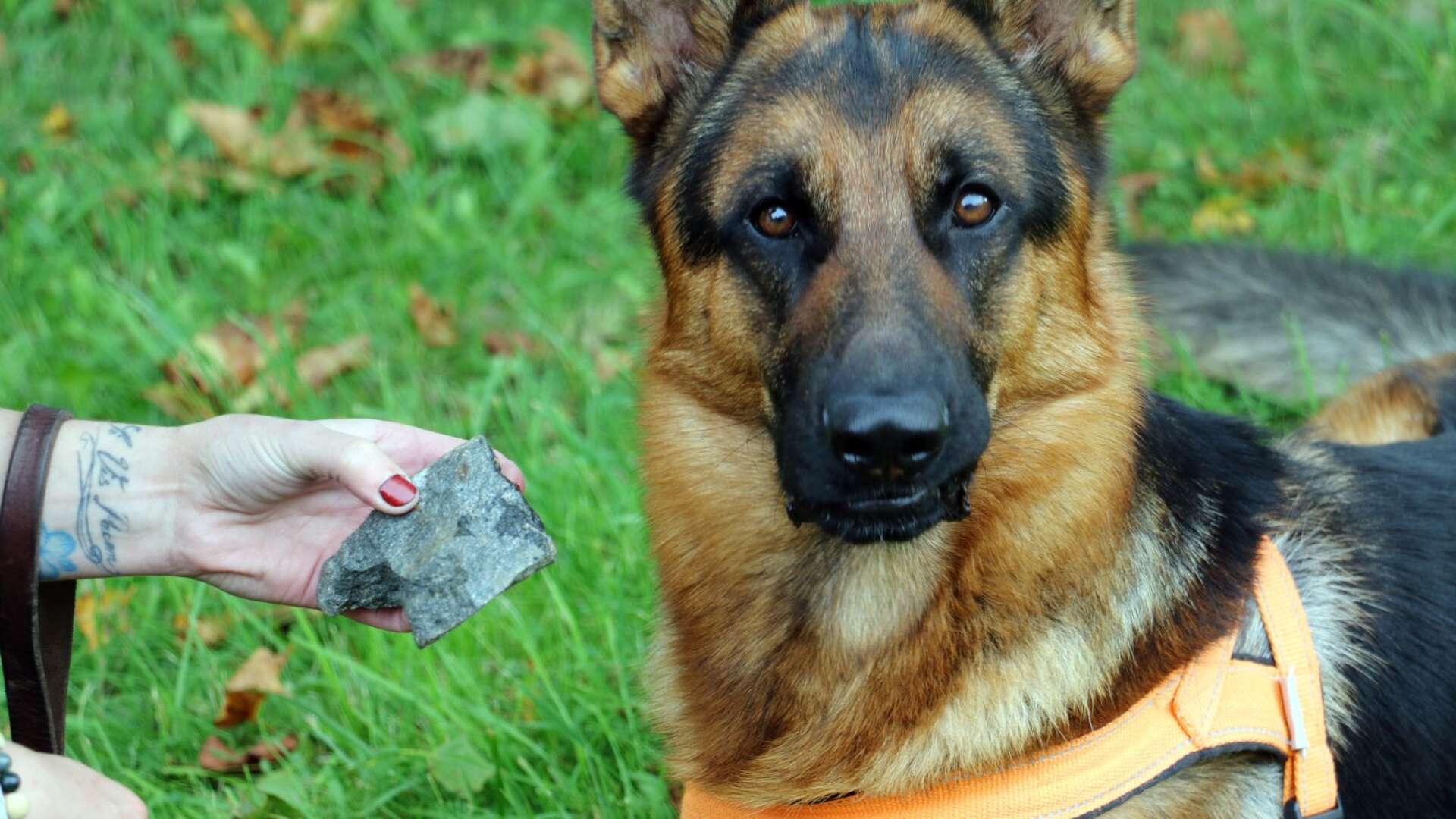 Mineralhunden Rex letar upp mineraler med hjälp av ett oerhört bra luktsinne. 