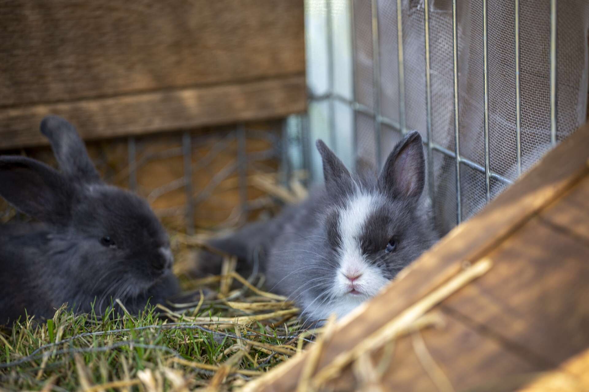 Fem alldeles ljuvliga kaninungar spenderar sommaren på Tollebols kvarn i år.
