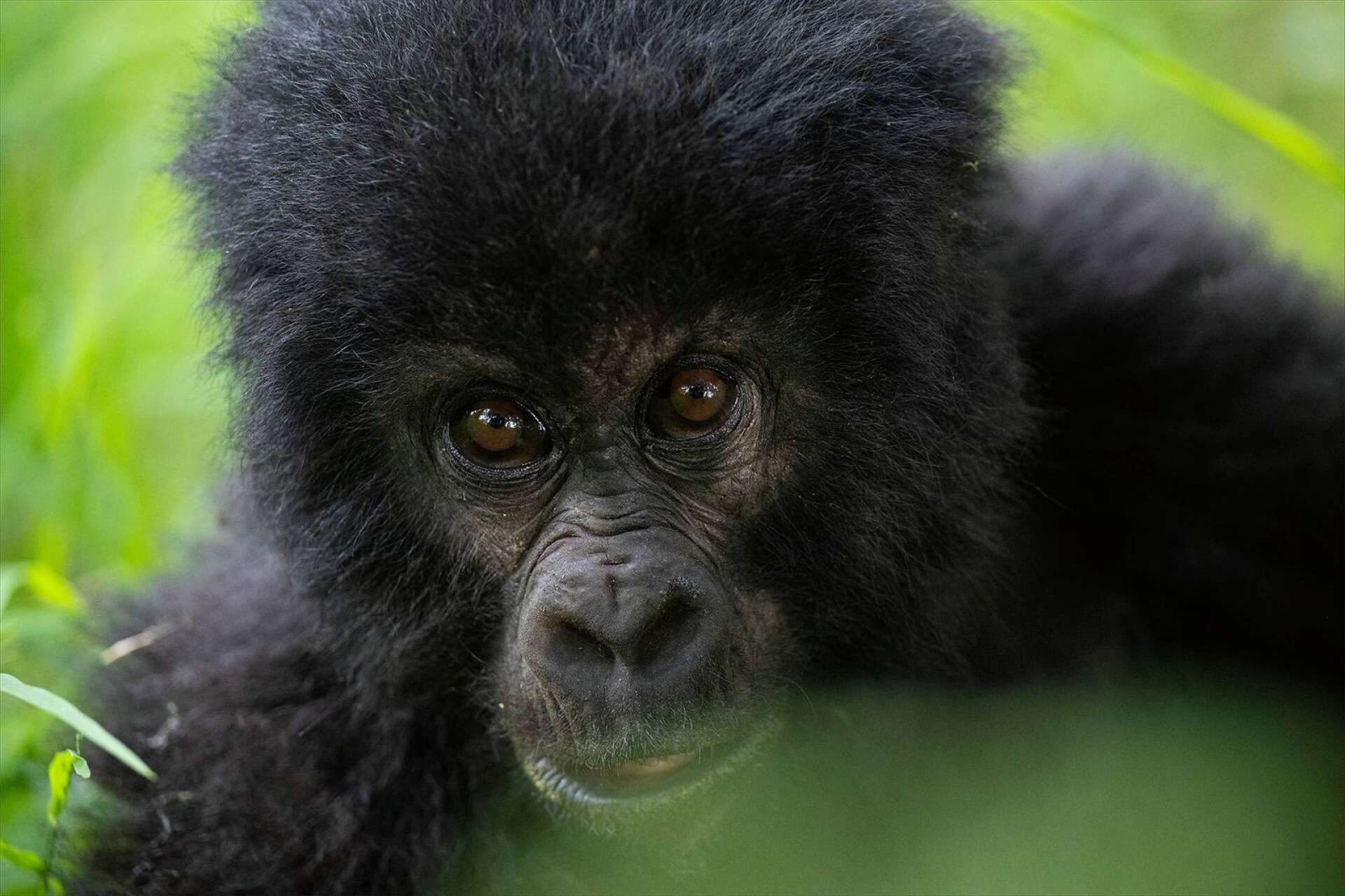 Gorillaungen Diza, 2,5 år, kom riktigt nära Kent.