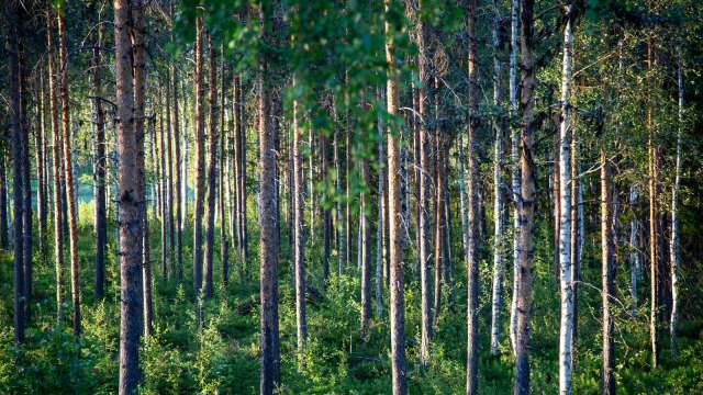 Skogsområdet vid Brattforsheden får stå kvar. Det står klart efter att Mark- och miljödomstolen gått på Naturskyddsföreningens och Skydda Skogens linje.