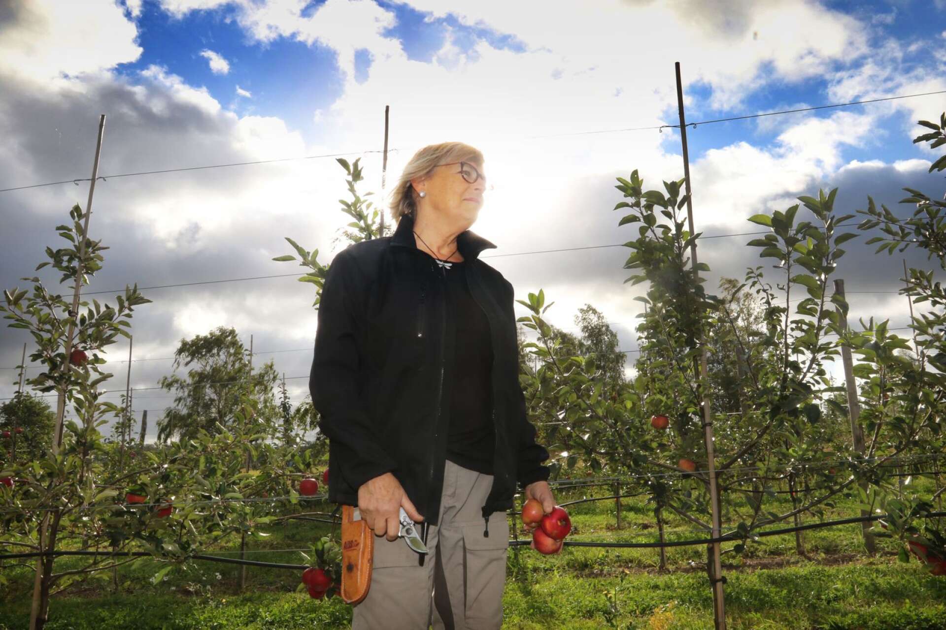 Margaretas odling består av 1 000 äppelträd.