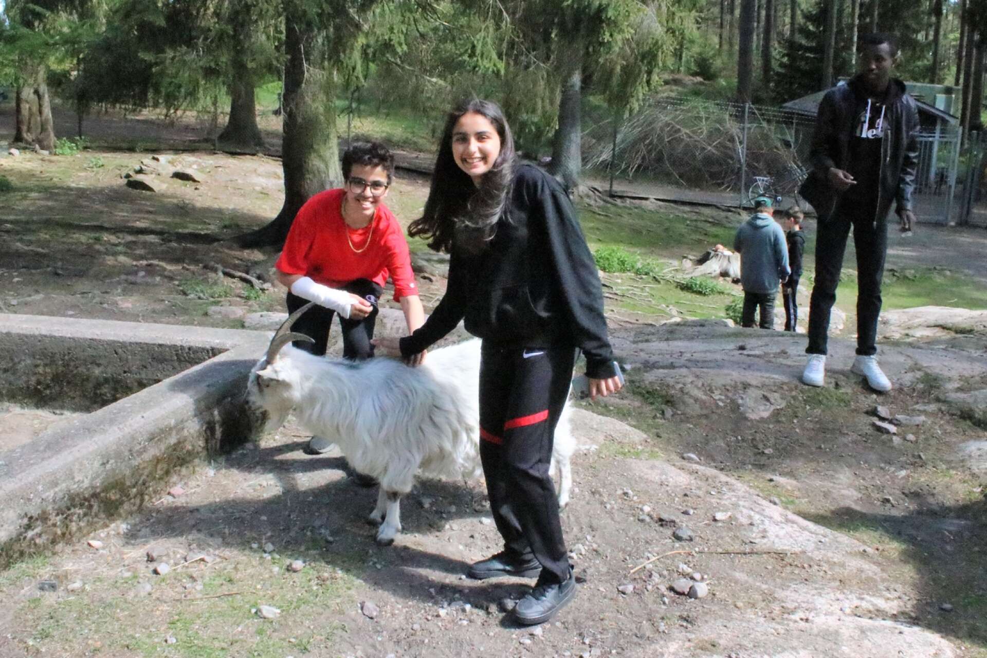Ali Al-Almaliki och Sara Ali Jassim i klass 5A på Södra Skolan är två av eleverna som skrivit en turismbroschyr på engelska om djuren i Åmåls djurpark.
