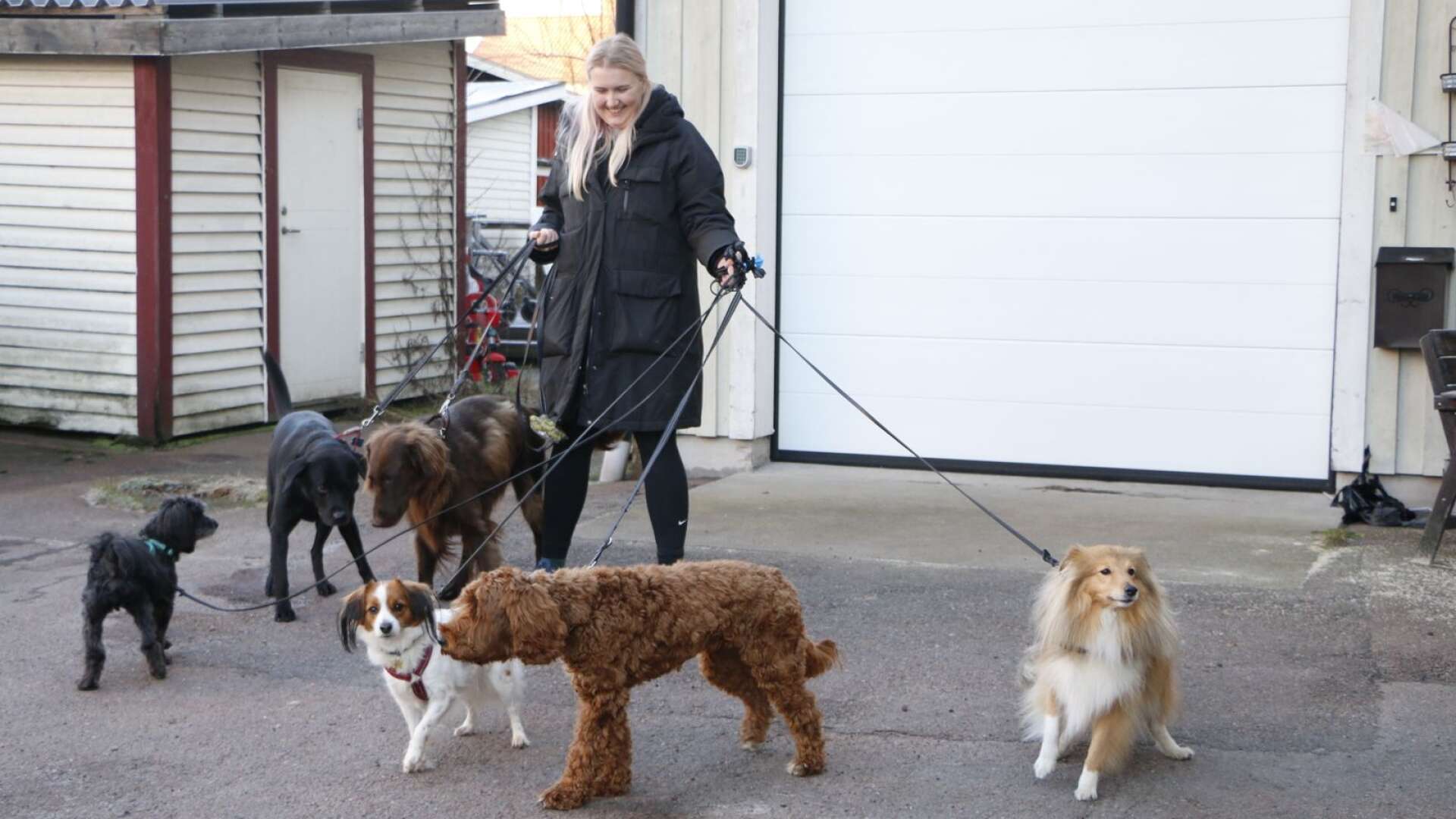 Tova Lönnberg med dagishundarna Bobbo, Abbe, Zonny, Otto, Lyra och Kida. som fortfarande har sina platser kvar vid Trygga tassens hunddagis.