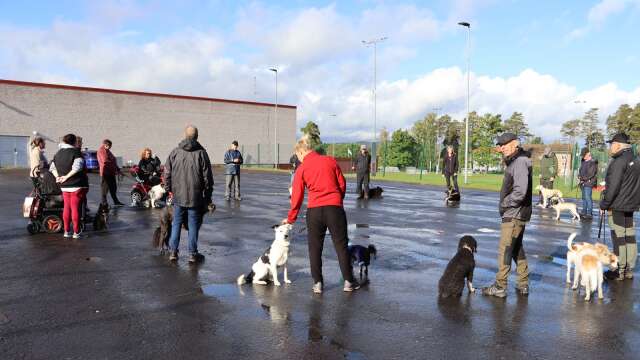 Promenaderna består även av flera tillfällen då Björn Petterson lär ut hundkunskap, och där deltagarna också pratar och ställer frågor. 
