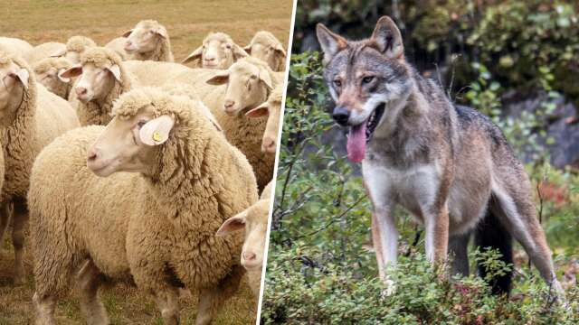 I tisdags attackerades delar av en fårbesättning som betade på marker kring Brismene utanför Falköping. • ”Totalt är det 25 djur som är döda och försvunna”.