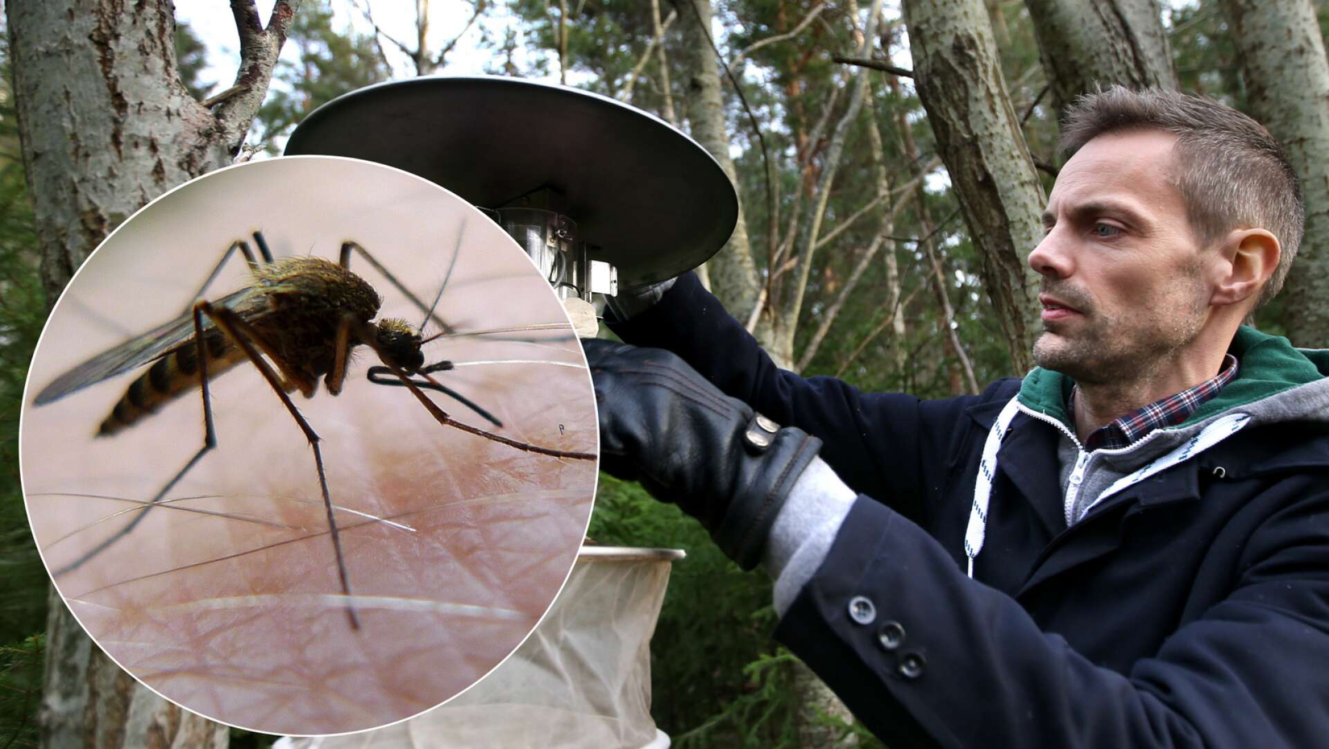 Farhågor om att aggressiv mygga ska sprida sig
