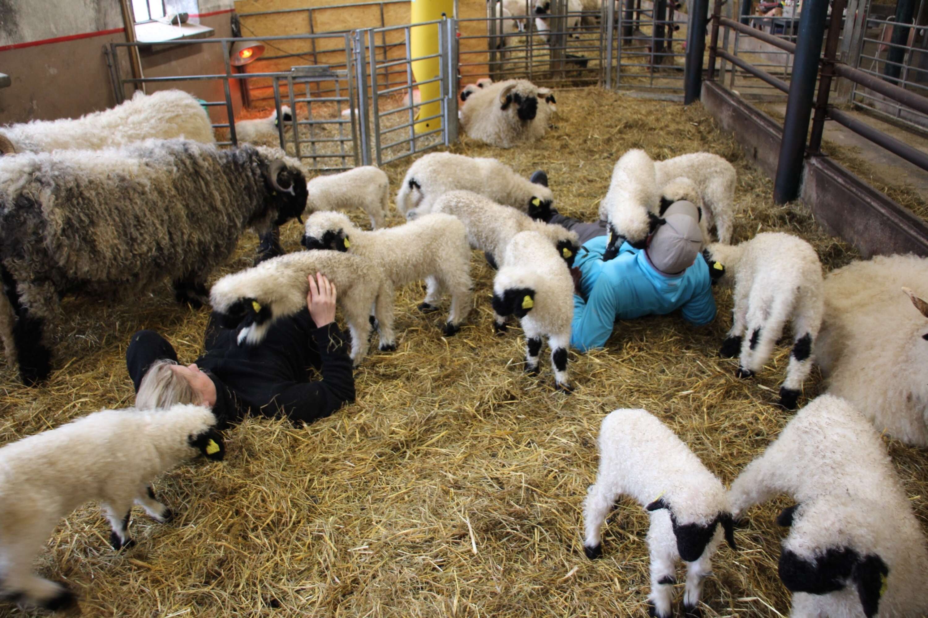 Av Marita och Kåre som äger gården de kommer bo på får de massor av kunskap om fårskötsel. 