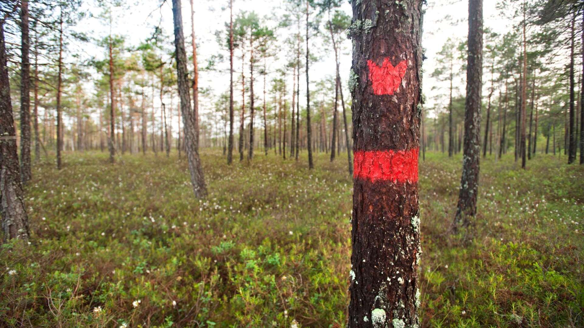 Det saknas någon förnuftig anledning till att staten måste äga skogsmark. Ändå är staten Sveriges största markägare. Genom Sveaskog ägs fyra miljoner hektar mark, skriver Rickard Axdorff.