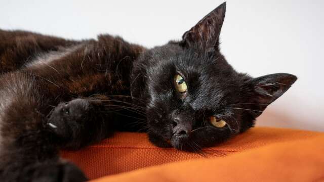 Den svarta katten är liksom talet 13 i västerländsk kultur omgärdad av myter och skrock. Genrebild.
